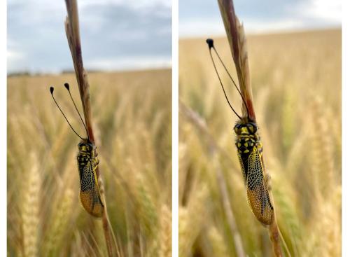 Libelloides longicornis